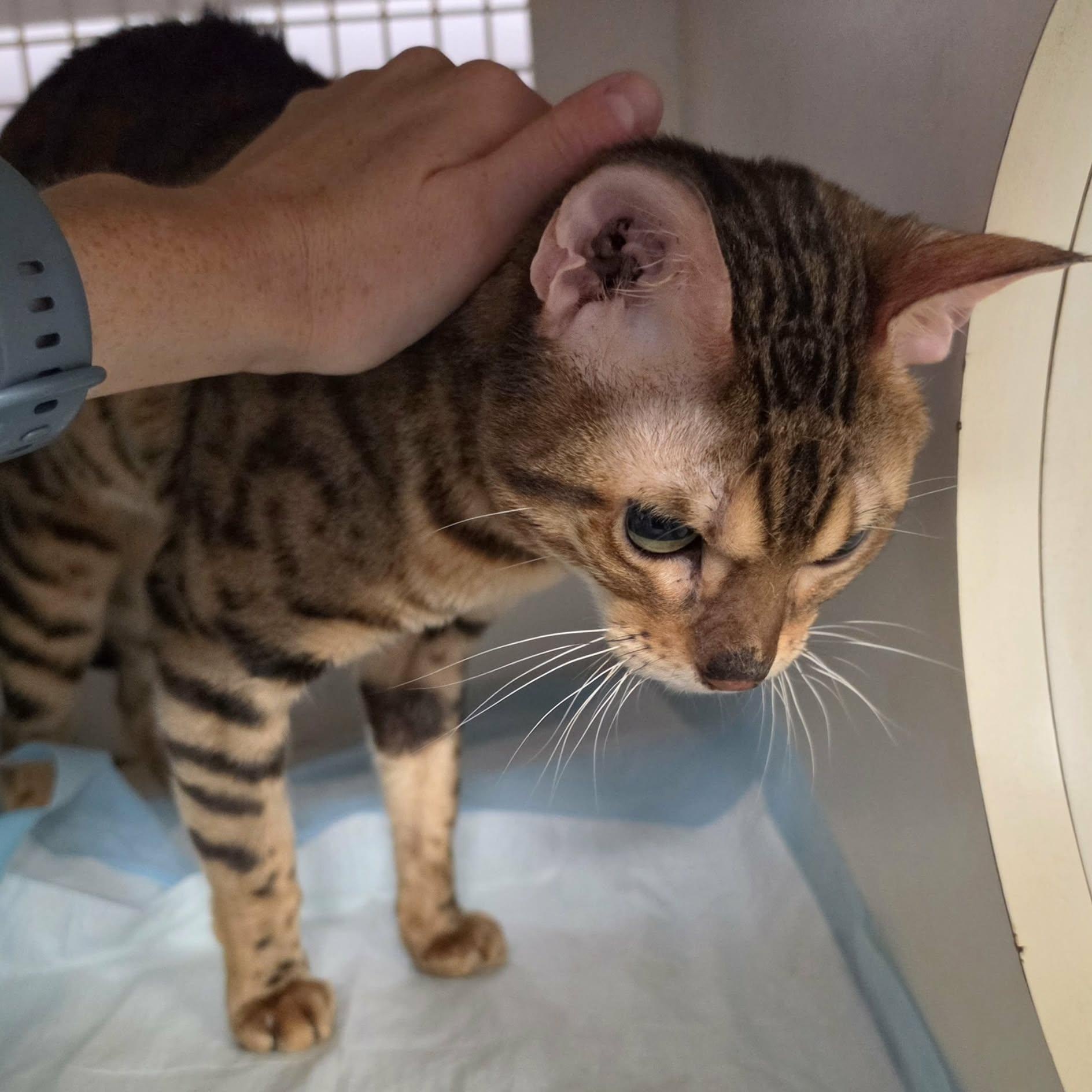 Enlarge Bengie, Sweet Special Needs Bengal, a Adoptable Bengal in Meriden, CT image 5/5