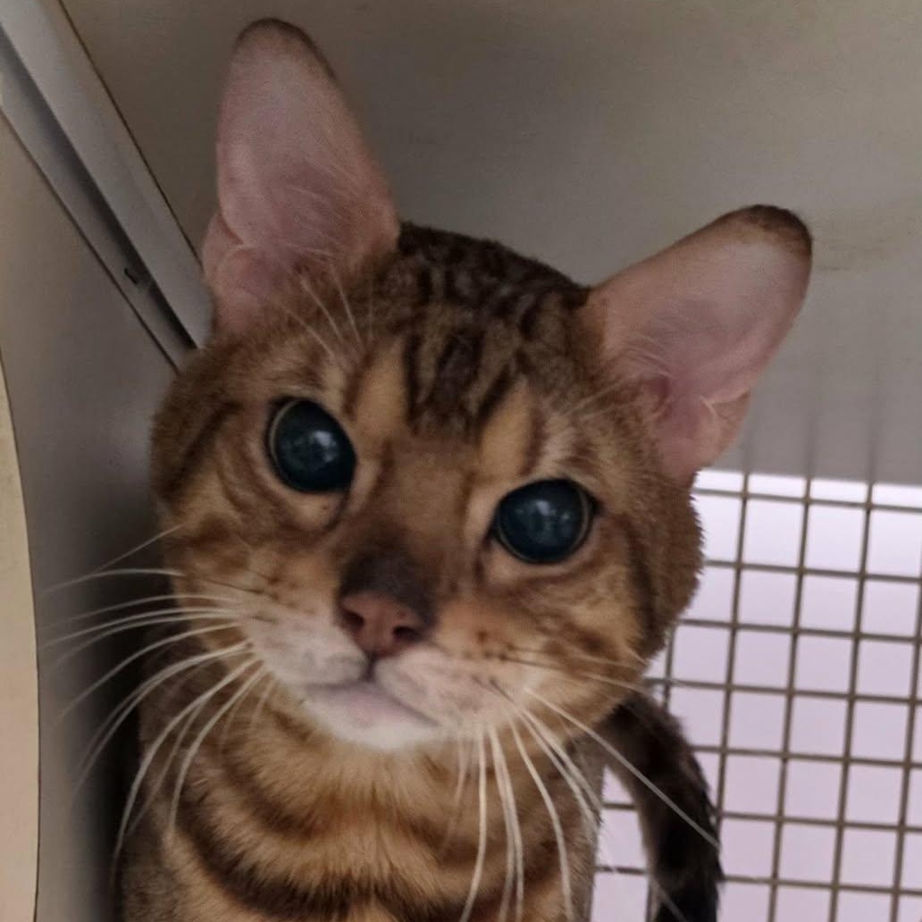 Enlarge Bengie, Sweet Special Needs Bengal, a Adoptable Bengal in Meriden, CT image 2/5