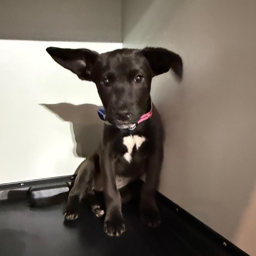 268 (2026) Kate, Adoptable, Puppy Female Shepherd & Cattle Dog.