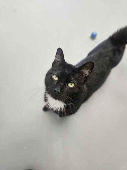 Humphrey, Adoptable, Adult Male Domestic Medium Hair & Domestic Short Hair.