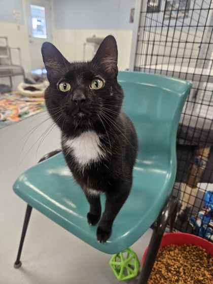 Enlarge Humphrey, a Adoptable mixed breed in Mount Pleasant, IA image 2/3