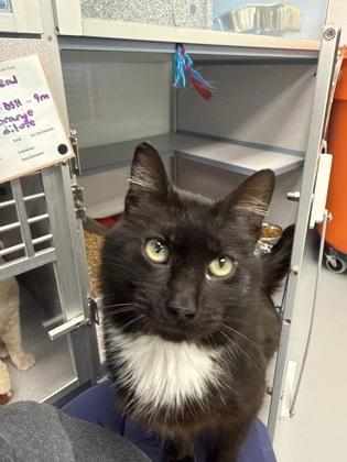 Enlarge Humphrey, a Adoptable mixed breed in Mount Pleasant, IA image 3/3
