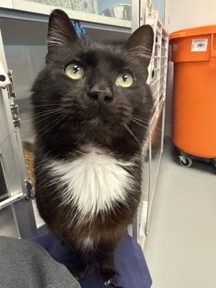Humphrey, a Adoptable mixed breed in Mount Pleasant, IA image 2/3