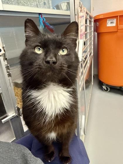 Humphrey, a Adoptable mixed breed in Mount Pleasant, IA image 3/3