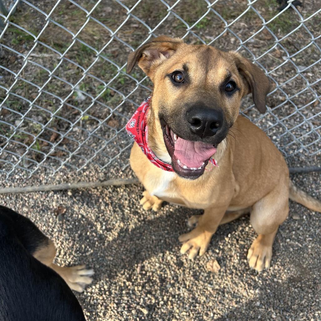 Spud, Adoptable, Puppy Male Mixed Breed.
