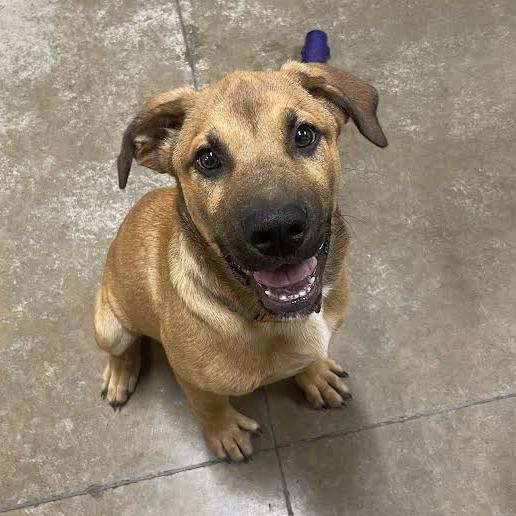 Enlarge Spud, a Adoptable Mixed Breed in Saint Cloud, MN image 2/2