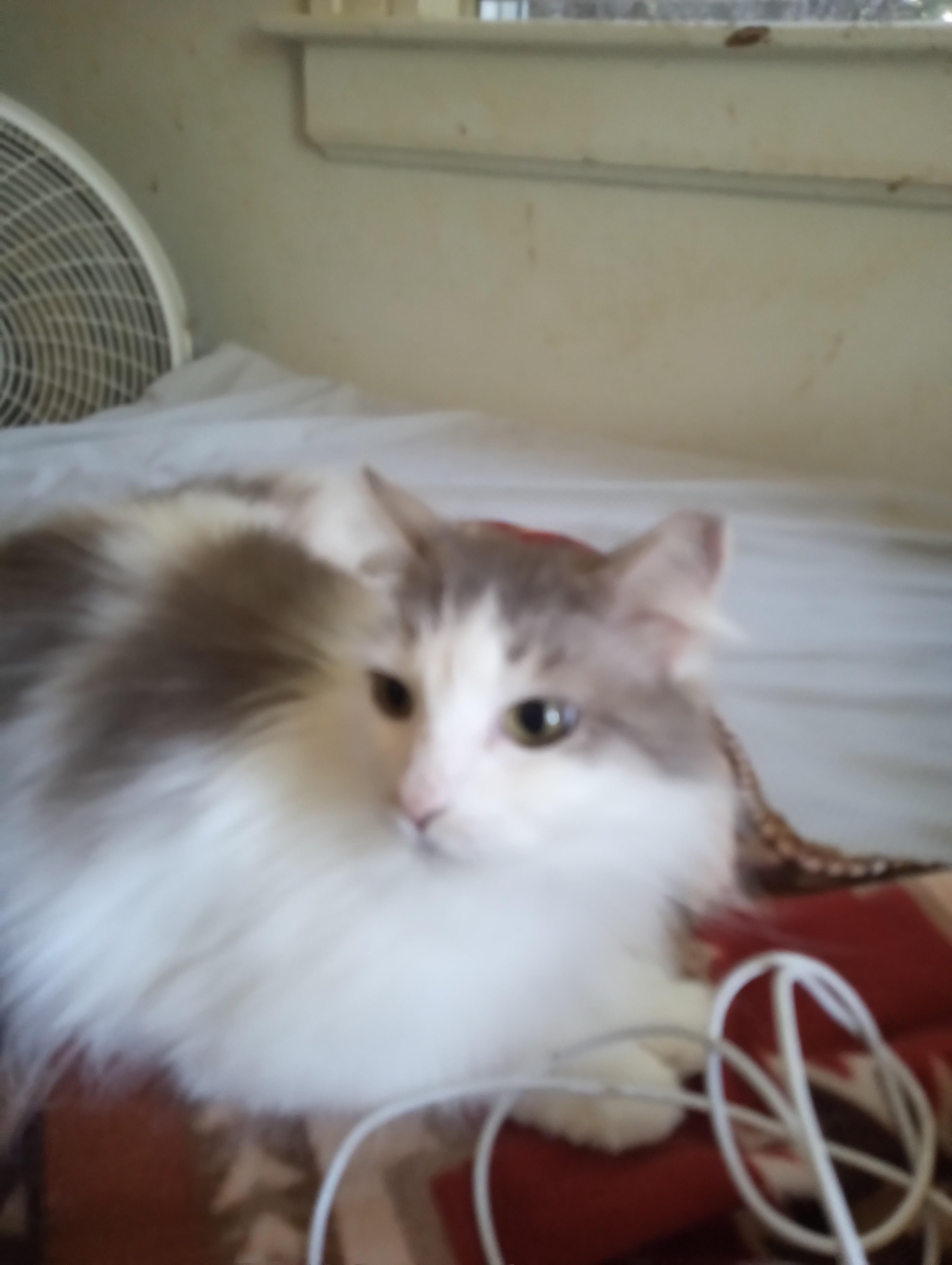 Enlarge Willow, an adoptable Domestic Long Hair in Woodland, CA image 3/4