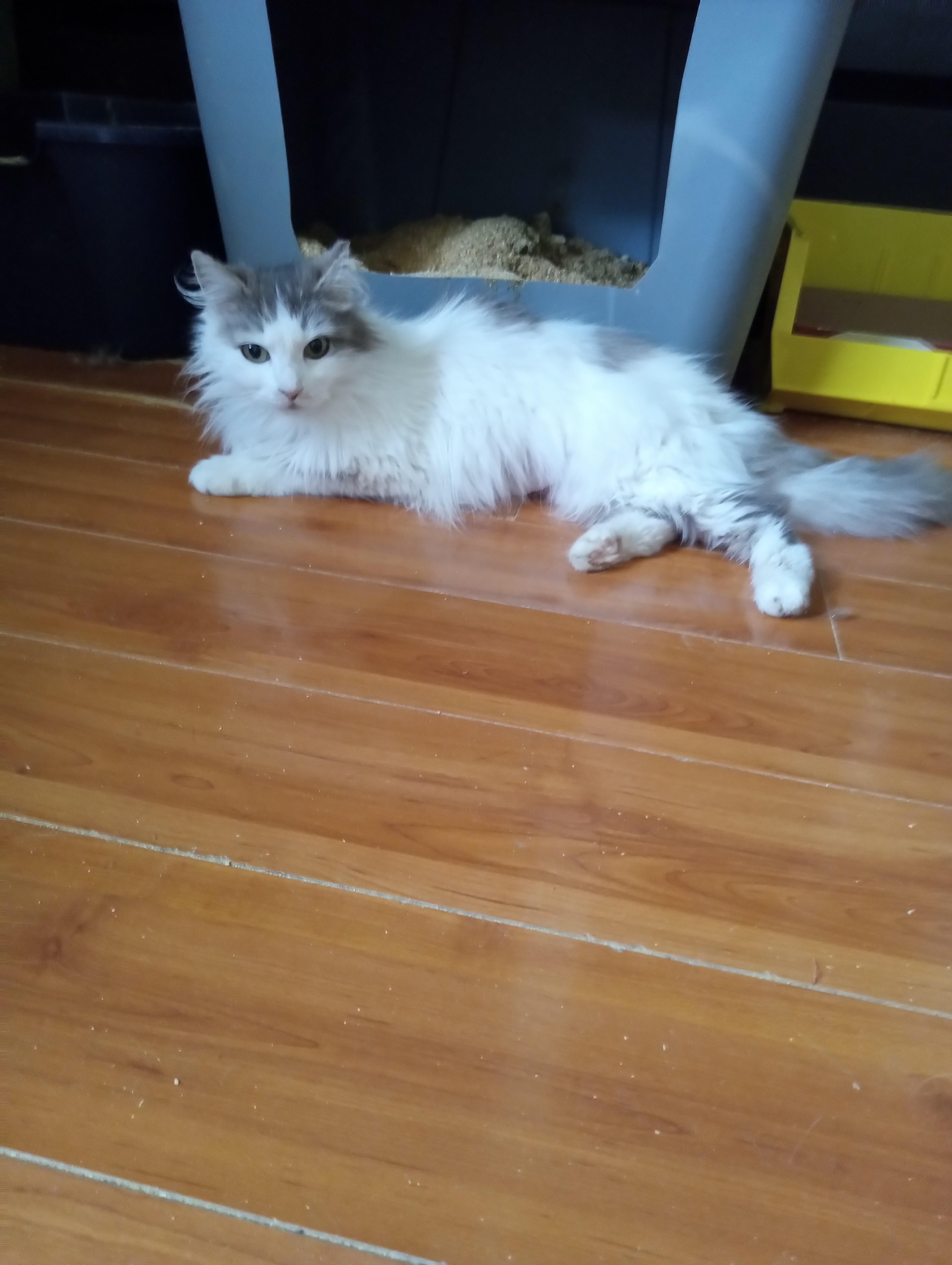 Enlarge Willow, an adoptable Domestic Long Hair in Woodland, CA image 2/4