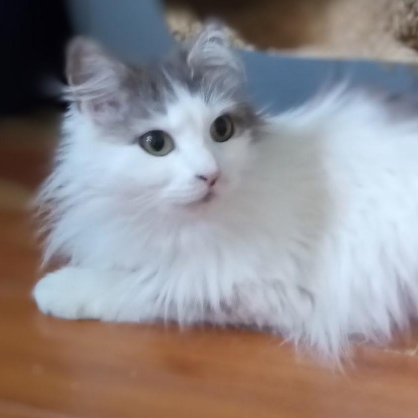 Willow, adoptable, Adult Female Domestic Long Hair.