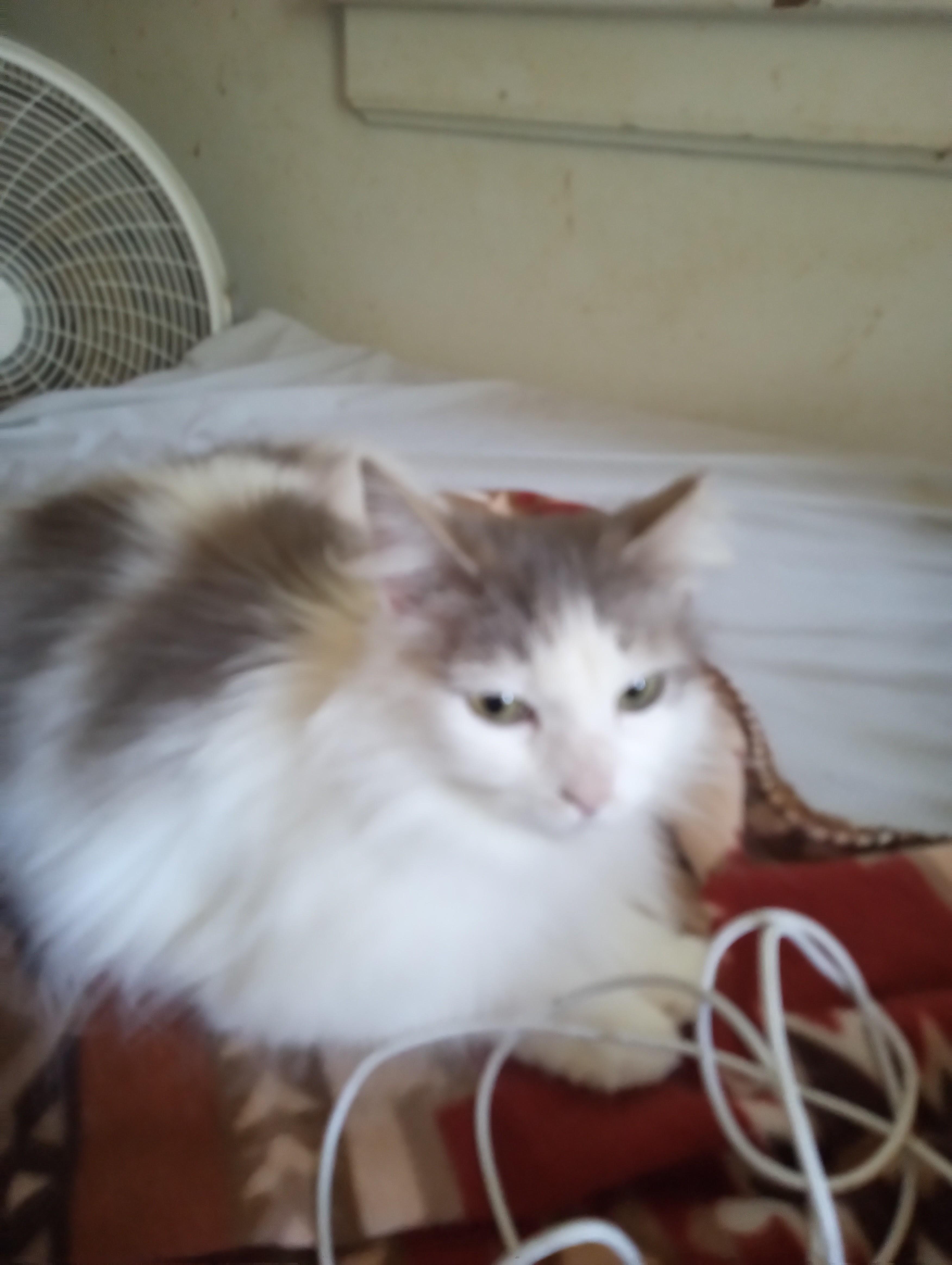 Enlarge Willow, an adoptable Domestic Long Hair in Woodland, CA image 4/4