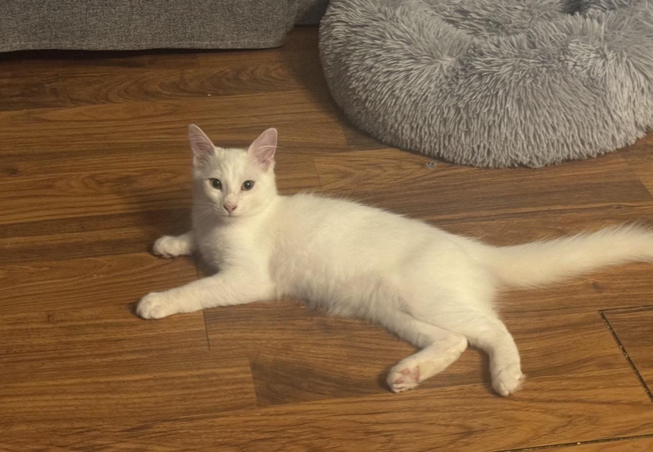 Enlarge Arthur, a Adoptable Domestic Medium Hair in Lodi, CA image 1/2