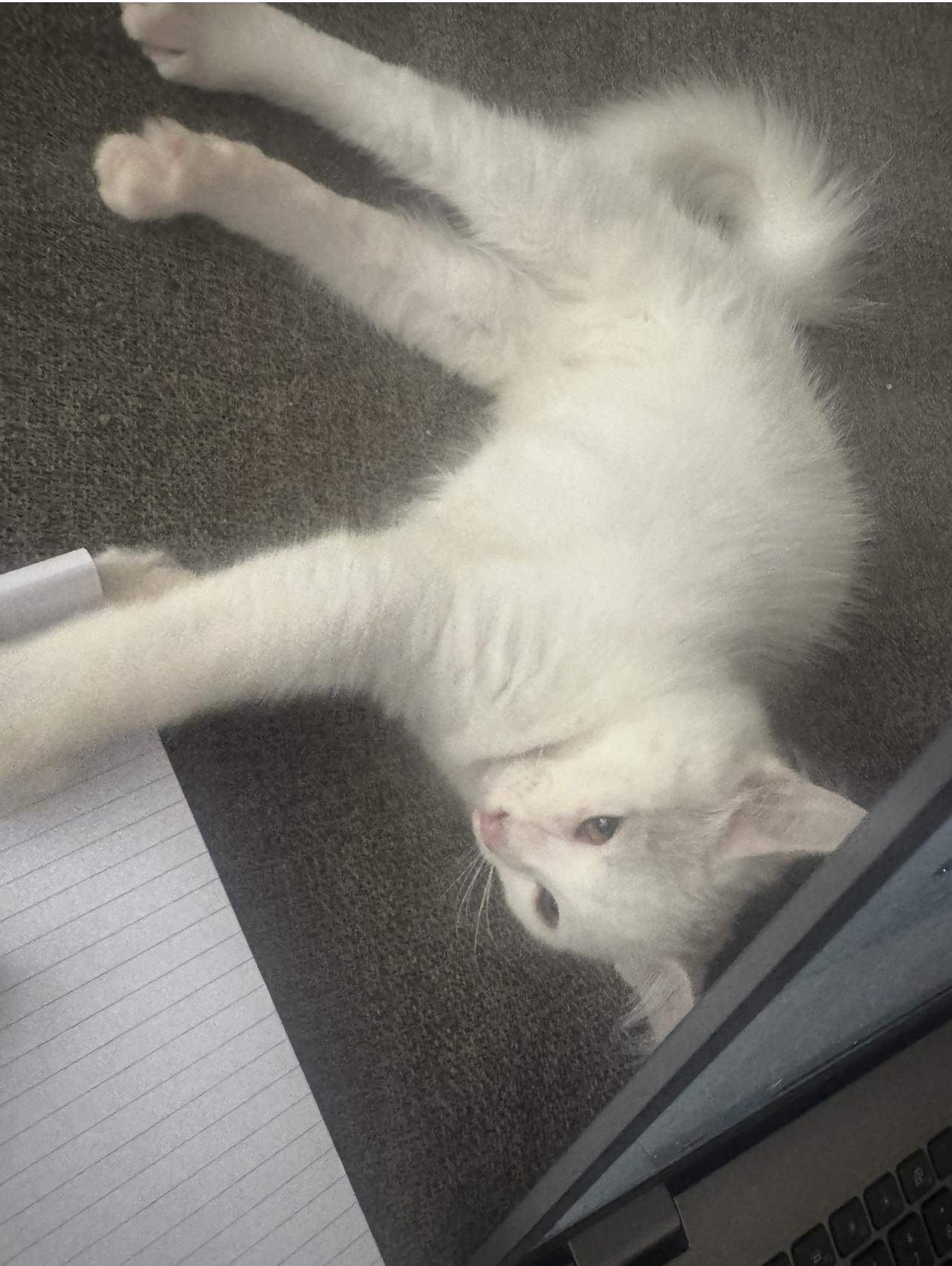 Enlarge Arthur, a Adoptable Domestic Medium Hair in Lodi, CA image 2/2