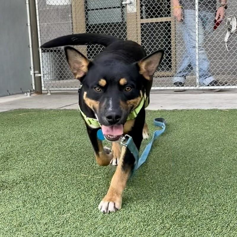 Enlarge Cade, a ADOPTABLE Mixed Breed in Truckee, CA image 4/4