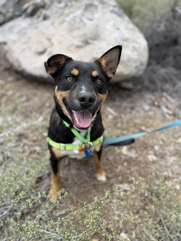 Enlarge Cade, a ADOPTABLE Mixed Breed in Truckee, CA image 3/4