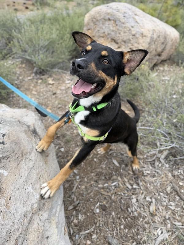 Enlarge Cade, a ADOPTABLE Mixed Breed in Truckee, CA image 2/4