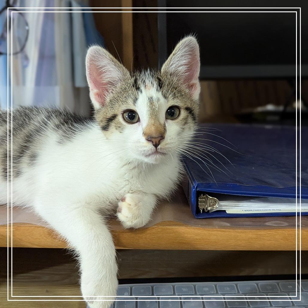 Reese, a Adoptable Domestic Short Hair in Meridian, ID image 2/4