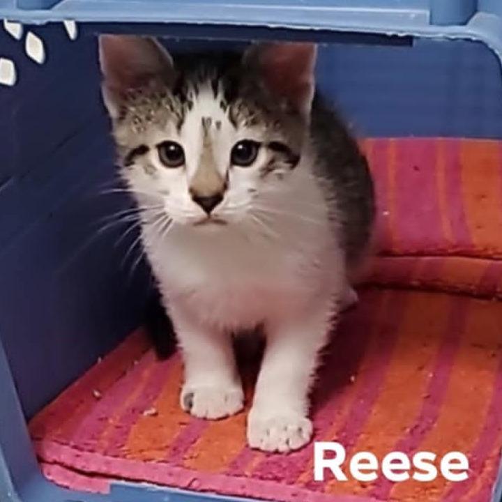 Reese, a Adoptable Domestic Short Hair in Meridian, ID image 3/4
