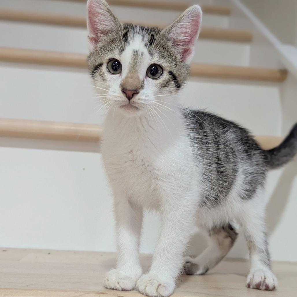 Reese, a Adoptable Domestic Short Hair in Meridian, ID image 4/4