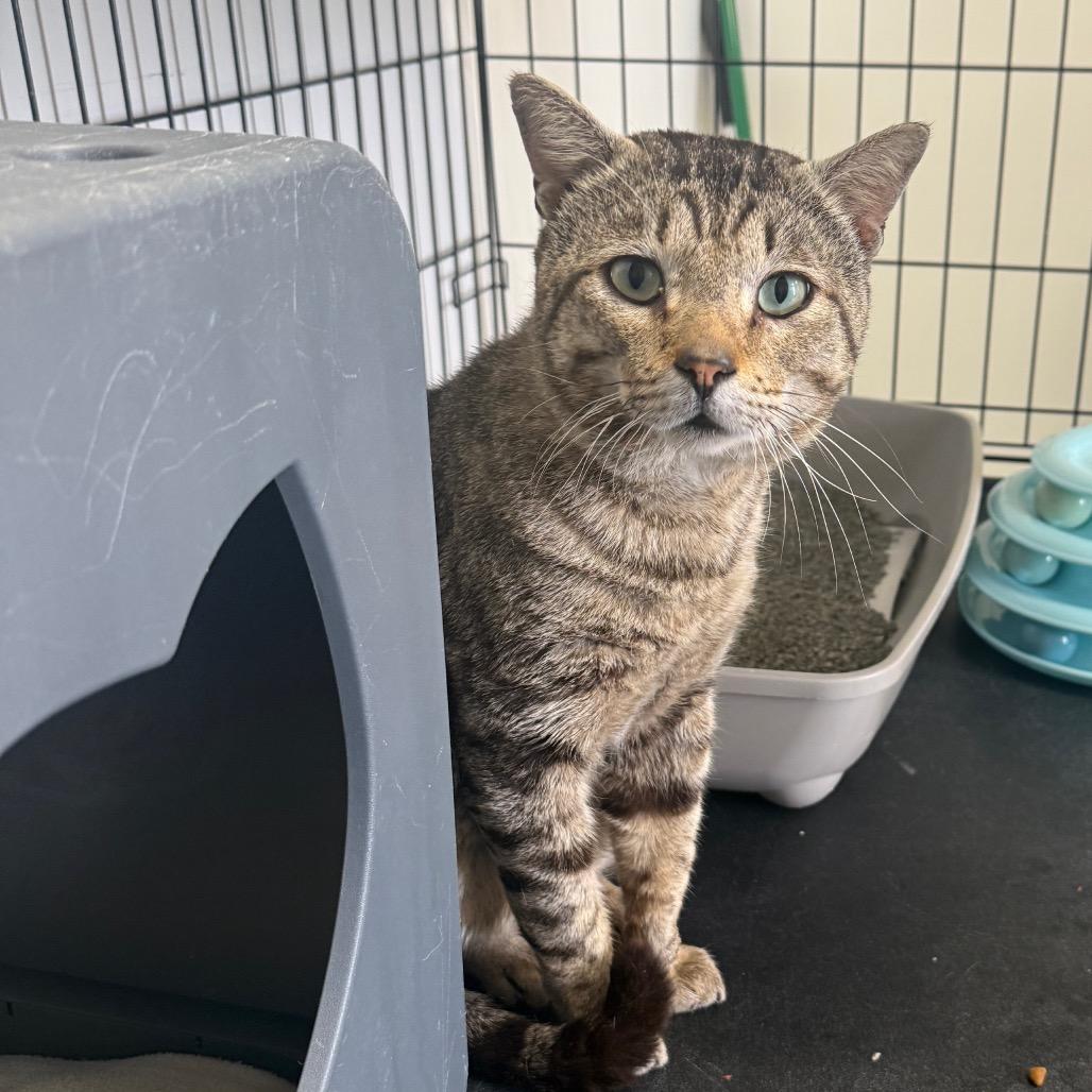 Gravy, Adoptable, Adult Male Domestic Short Hair.