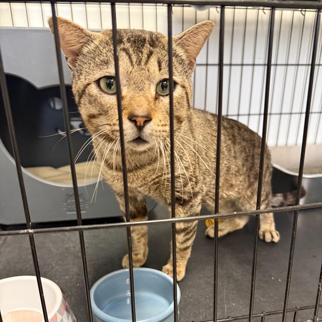 Enlarge Gravy, a Adoptable Domestic Short Hair in Houston, TX image 2/3