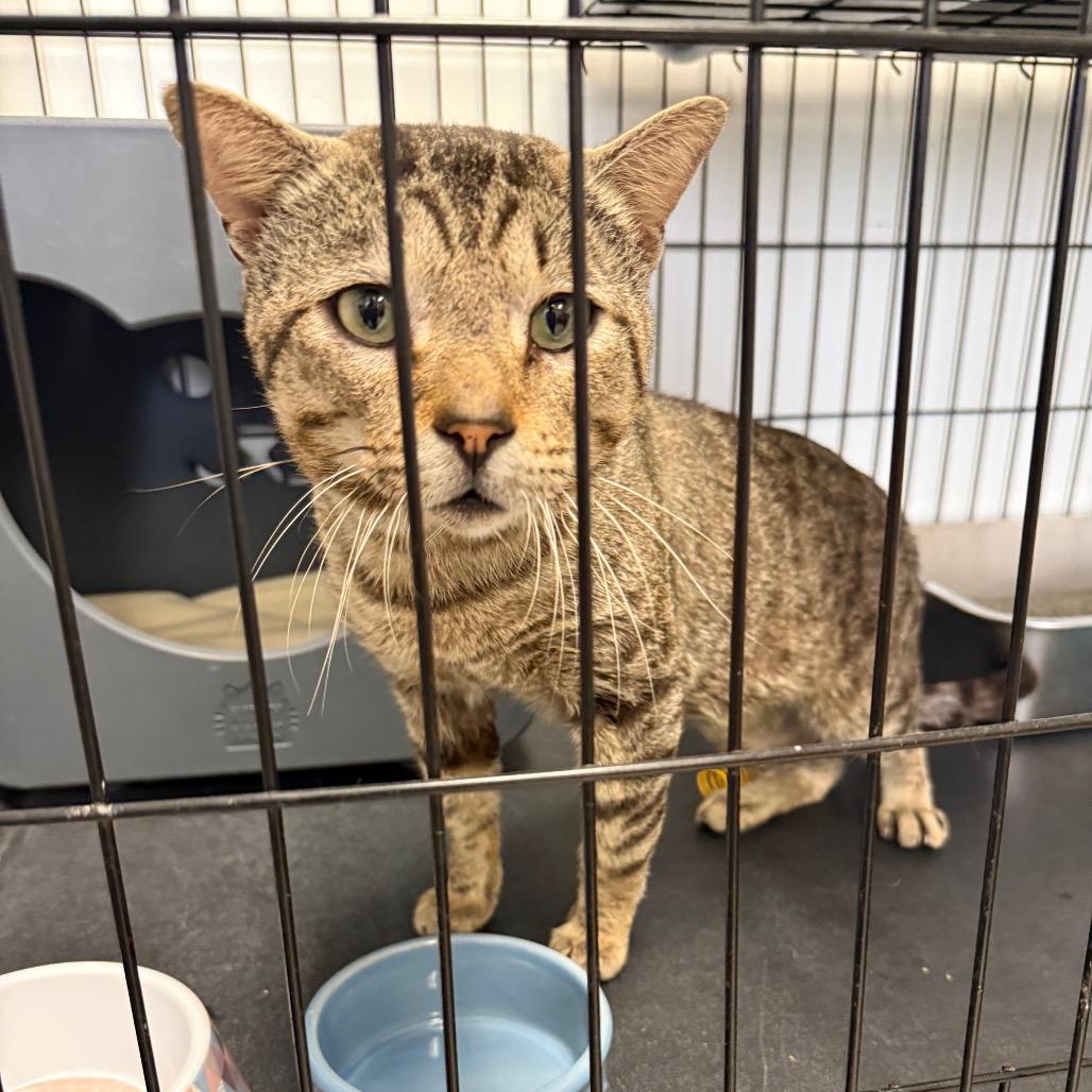 Enlarge Gravy, a Adoptable Domestic Short Hair in Houston, TX image 3/3
