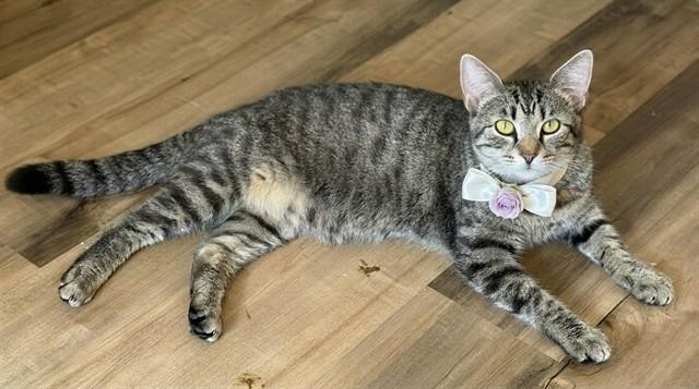 GEMELLA, Adoptable, Young Female Domestic Short Hair.
