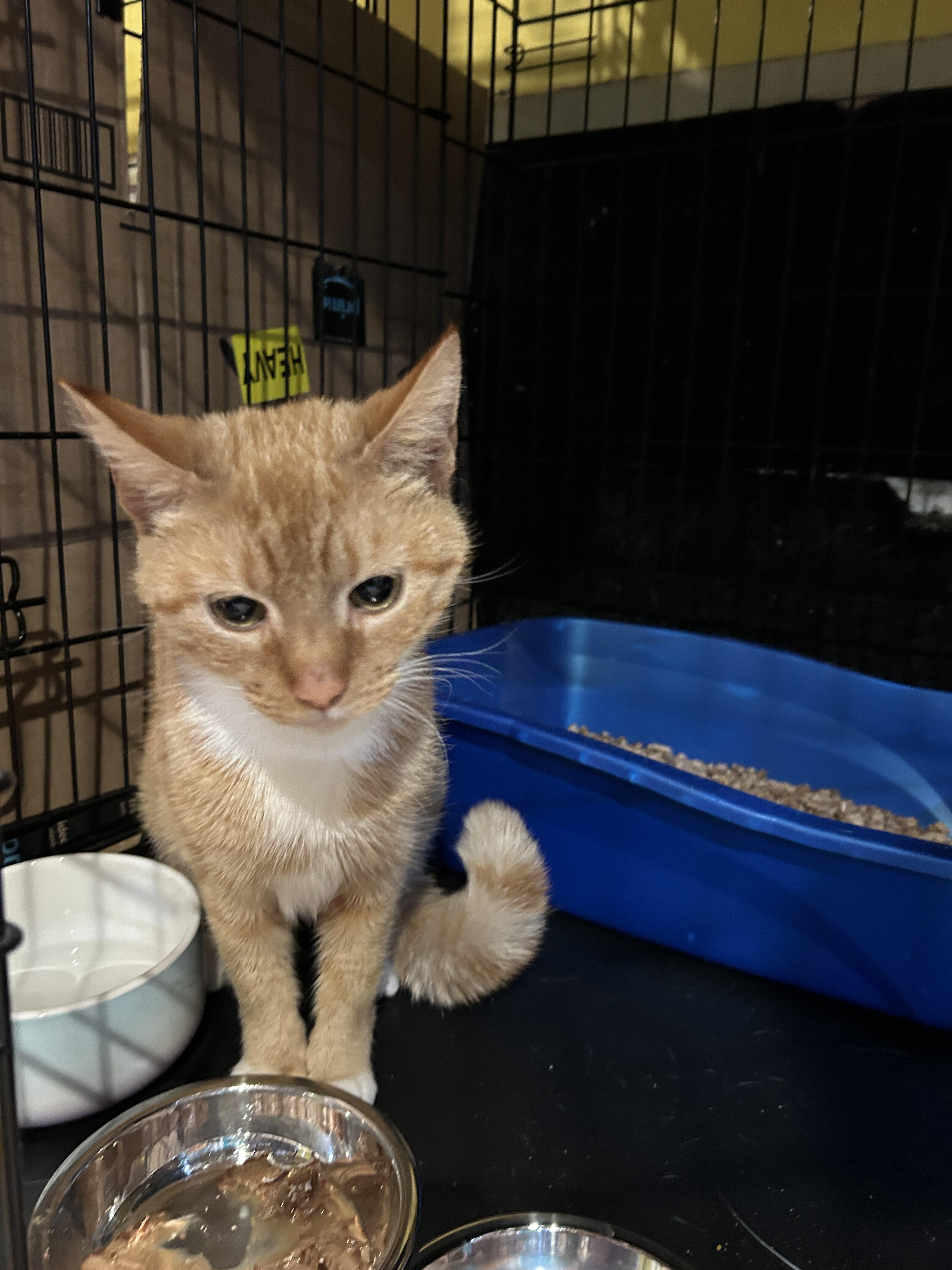Pixanne, a Adoptable mixed breed in Havertown, PA image 1/5