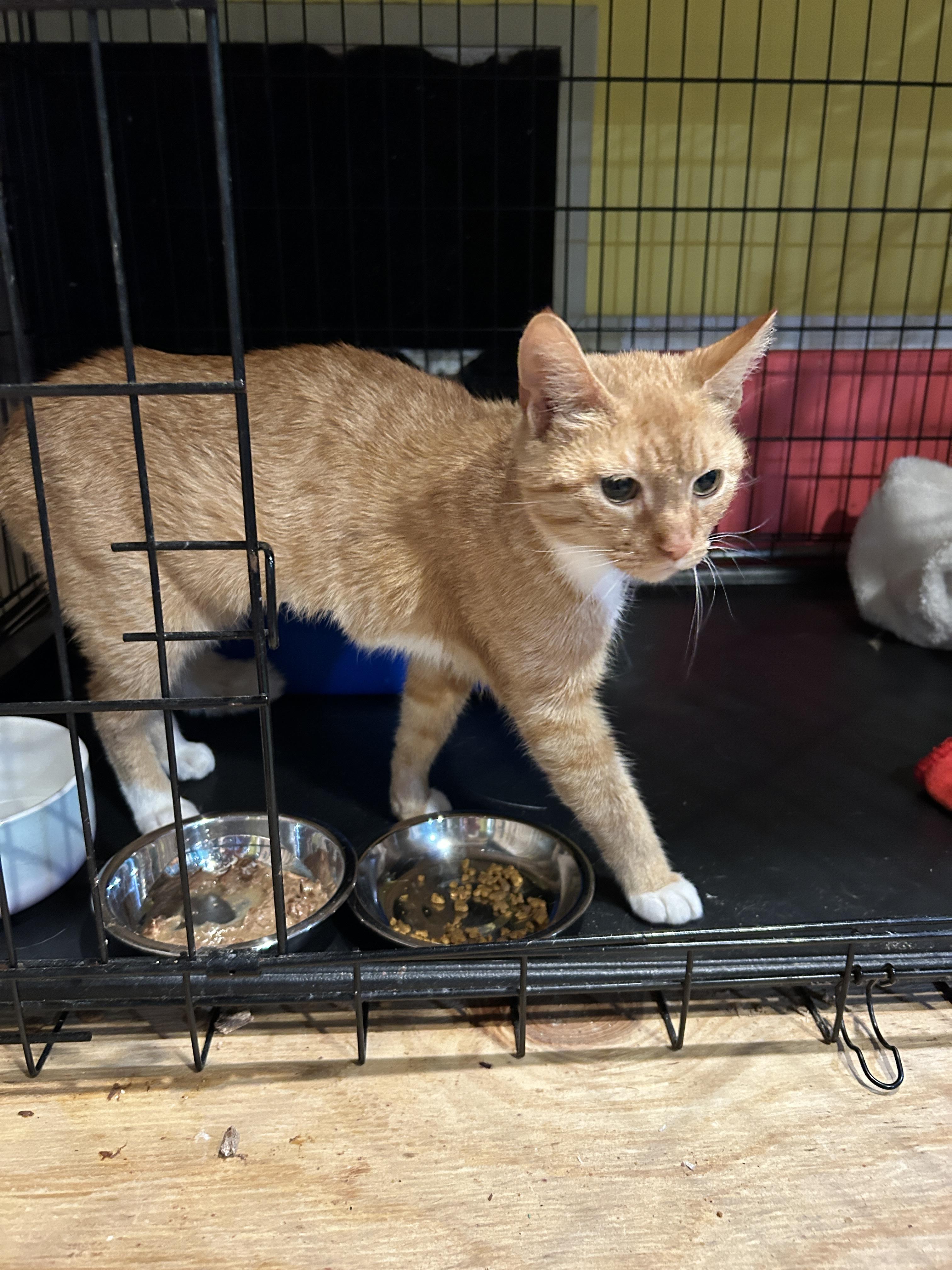 Pixanne, a Adoptable mixed breed in Havertown, PA image 2/5