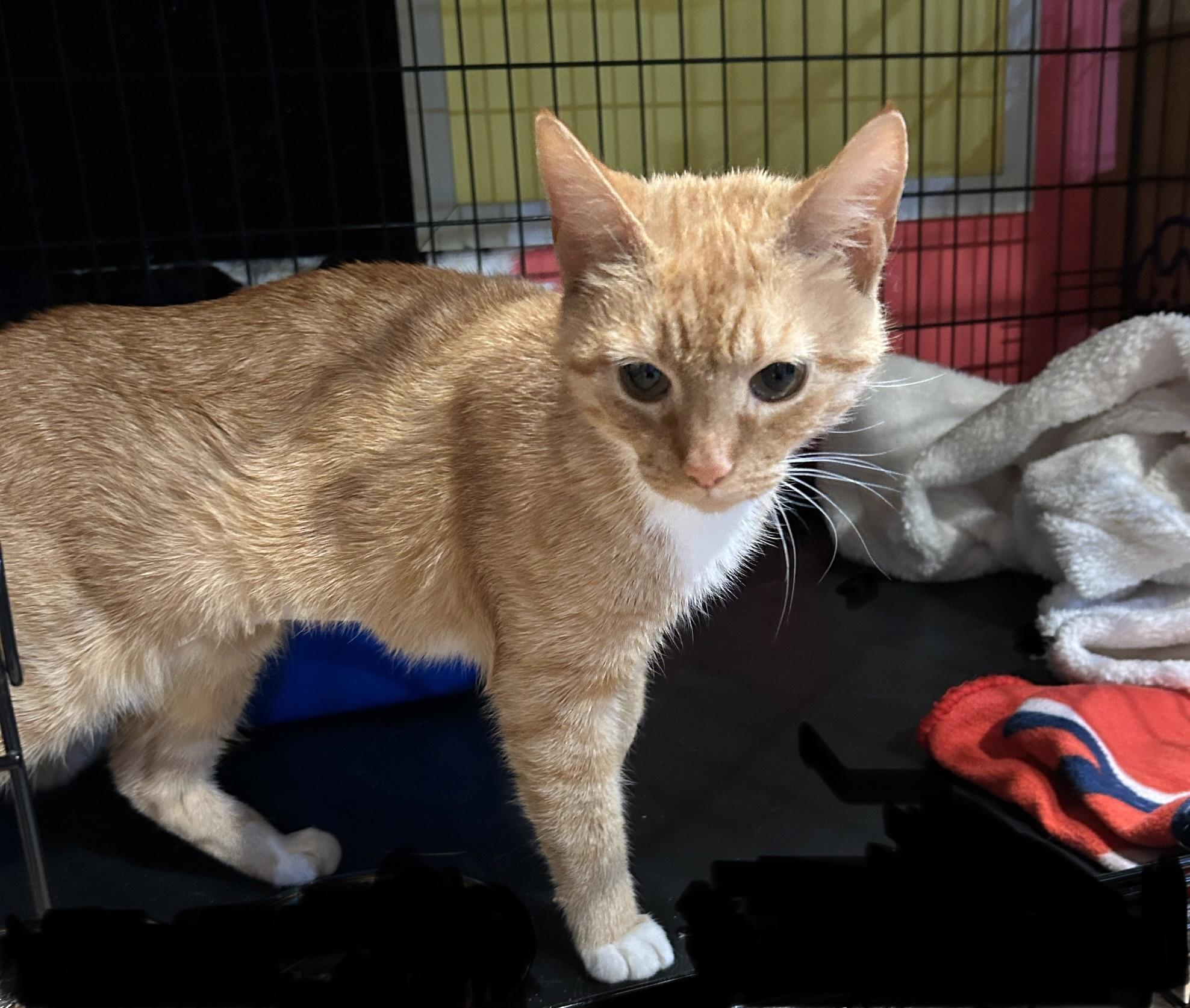 Pixanne, a Adoptable mixed breed in Havertown, PA image 3/5