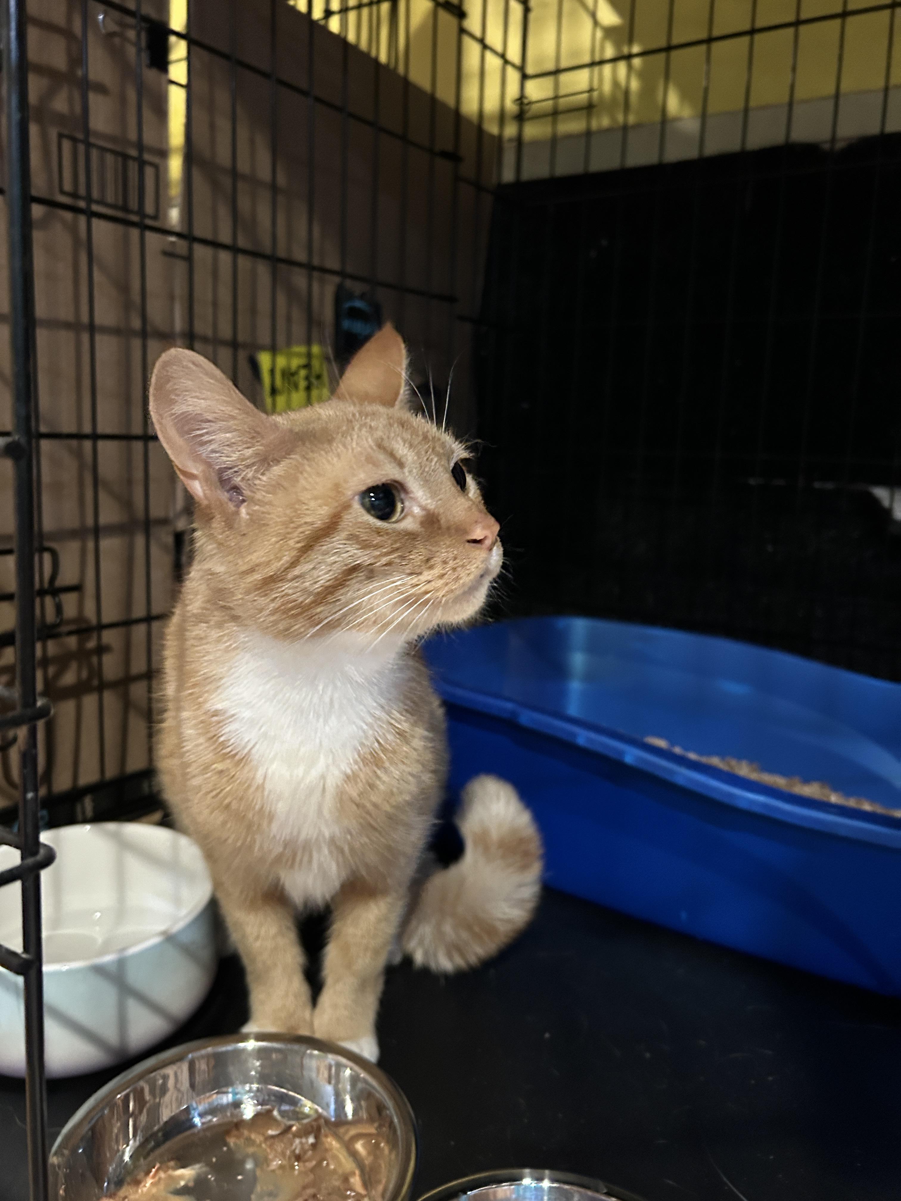 Pixanne, a Adoptable mixed breed in Havertown, PA image 4/5