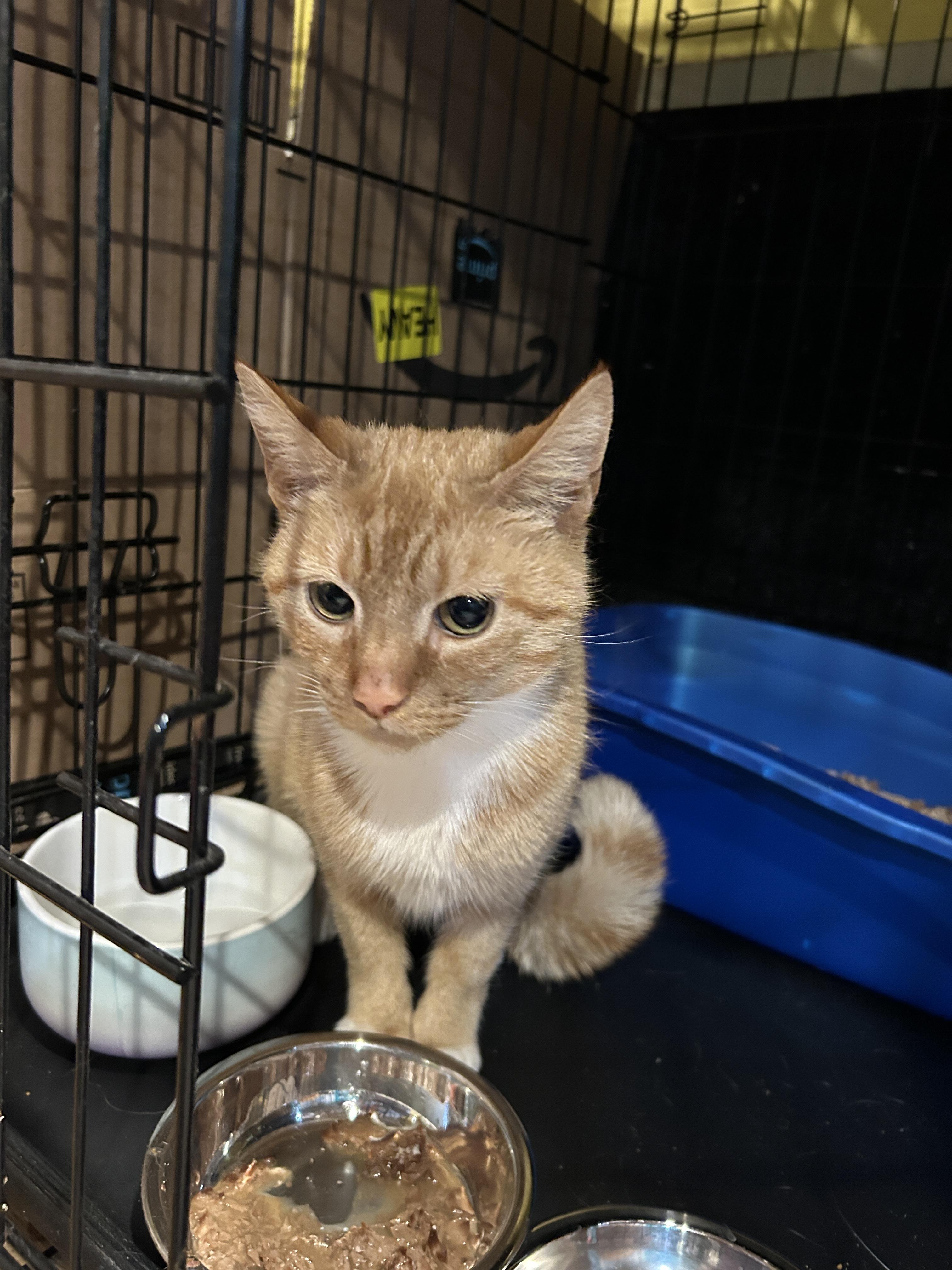 Pixanne, a Adoptable mixed breed in Havertown, PA image 5/5