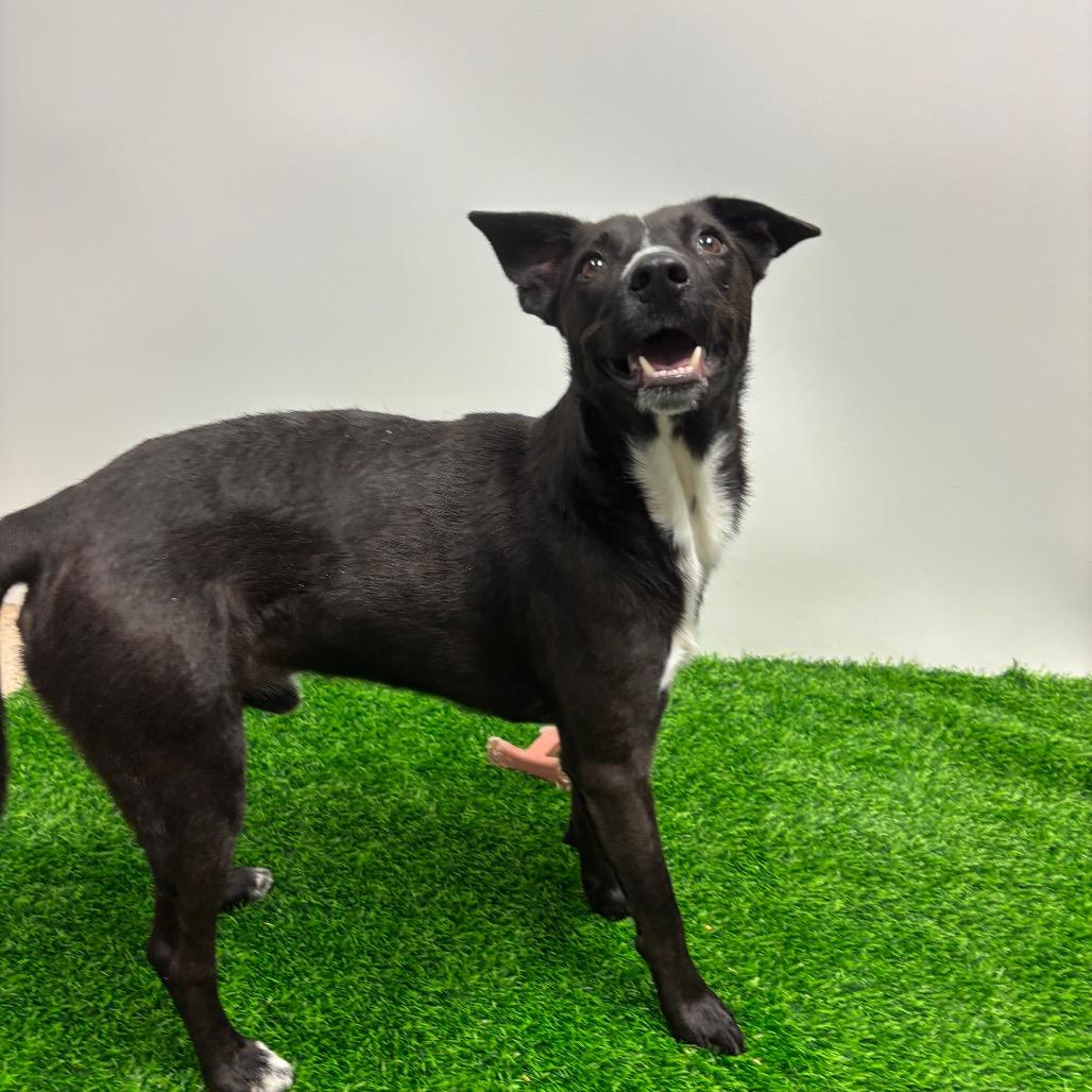 Aedion Ashryver, a Adoptable Mixed Breed in Columbia, MO image 1/5