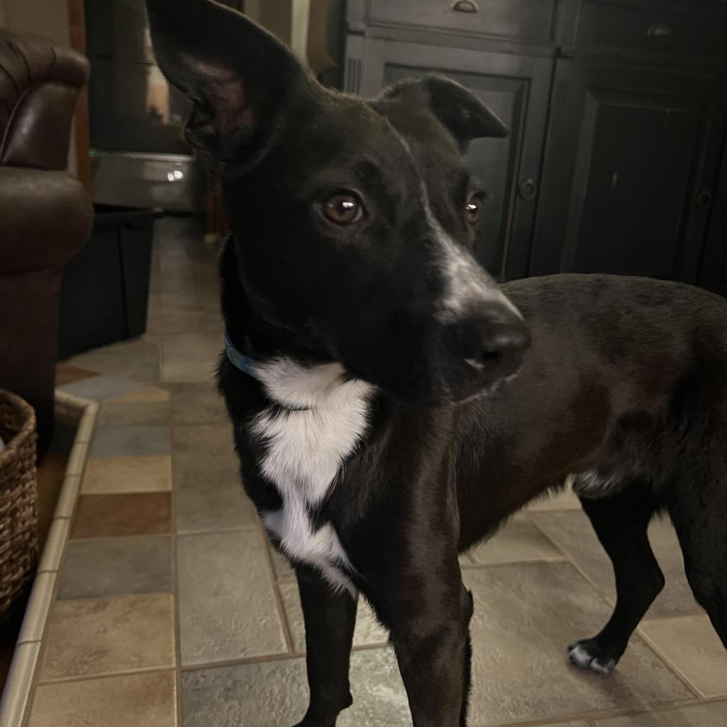 Aedion Ashryver, a Adoptable Mixed Breed in Columbia, MO image 2/5