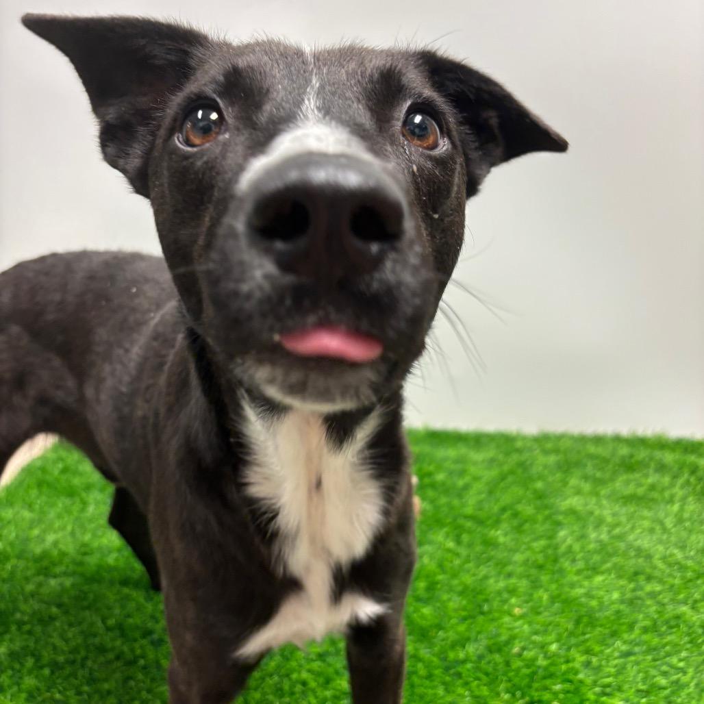 Aedion Ashryver, a Adoptable Mixed Breed in Columbia, MO image 3/5