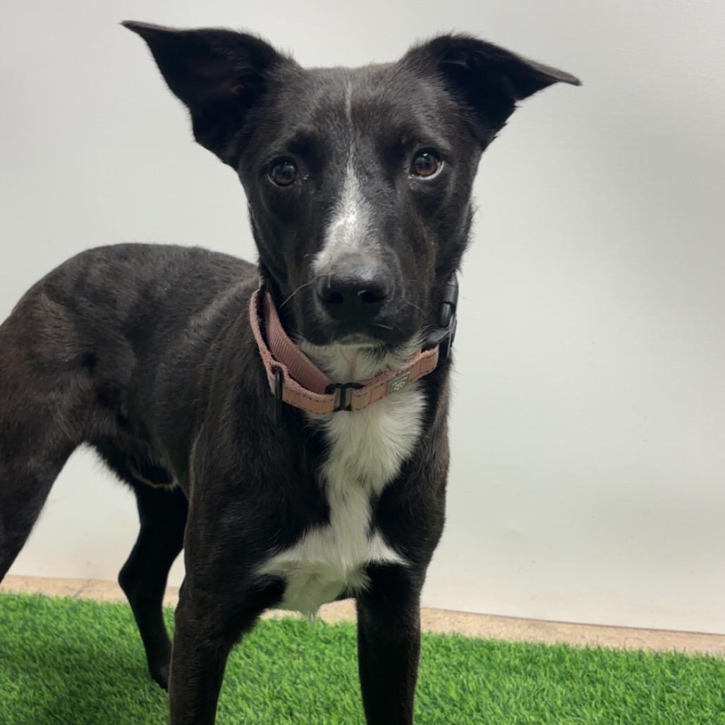 Aedion Ashryver, a Adoptable Mixed Breed in Columbia, MO image 4/5