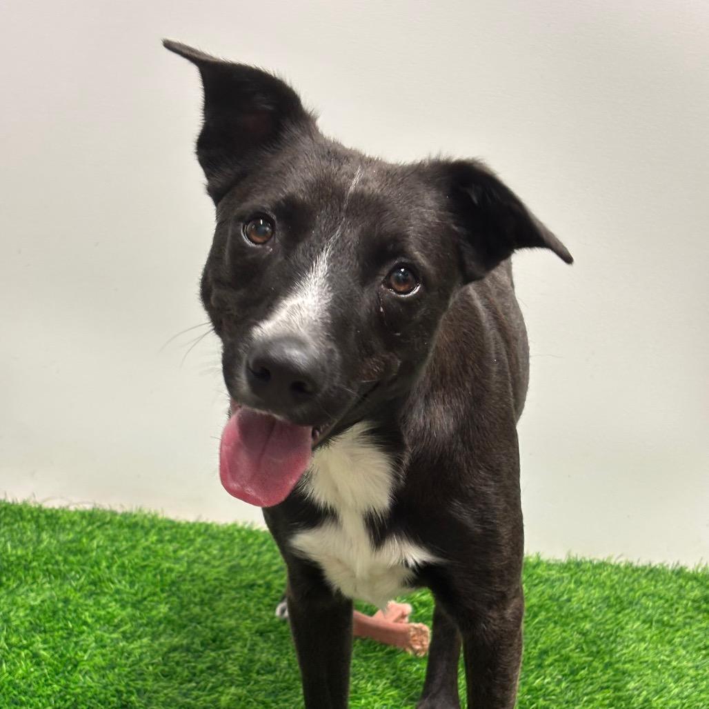 Aedion Ashryver, a Adoptable Mixed Breed in Columbia, MO image 5/5