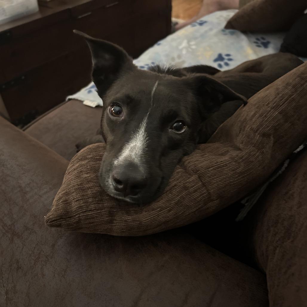 Enlarge Aedion Ashryver, a Adoptable Mixed Breed in Columbia, MO image 6/6