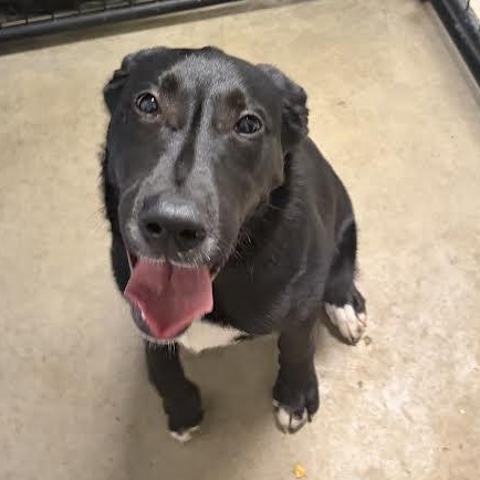 Enlarge Spike, a ADOPTABLE Black Labrador Retriever in Blue Earth, MN image 1/1