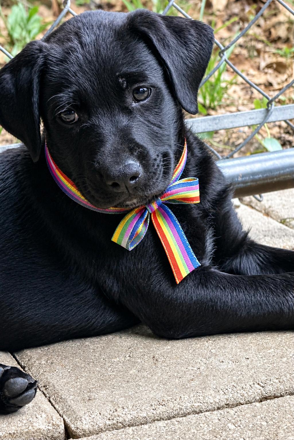 MARVIN, ADOPTABLE, Puppy Male Flat-Coated Retriever & Black Labrador Retriever.
