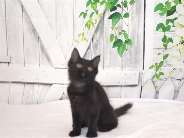 TILLY, Adoptable, Kitten Female Domestic Long Hair.