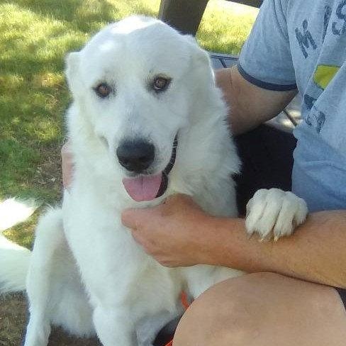 Enlarge Star, an adopted Great Pyrenees in Spring, TX image 5/6