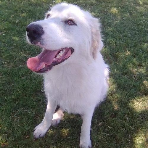 Enlarge Star, an adopted Great Pyrenees in Spring, TX image 3/6