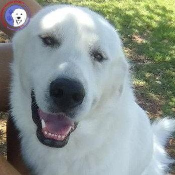 Enlarge Star, an adopted Great Pyrenees in Spring, TX image 1/6