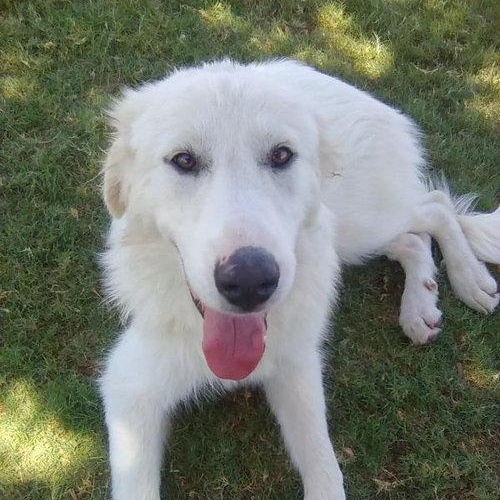 Enlarge Star, an adopted Great Pyrenees in Spring, TX image 2/6