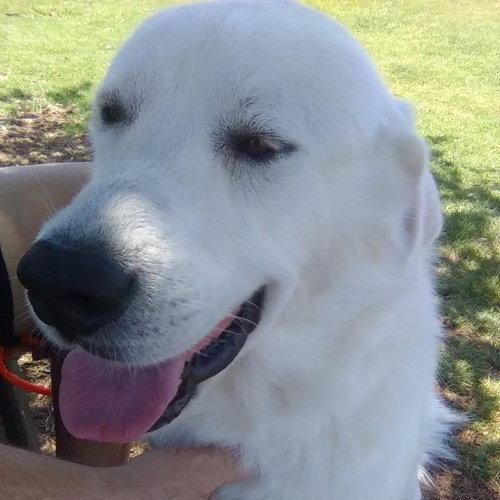 Enlarge Star, an adopted Great Pyrenees in Spring, TX image 4/6