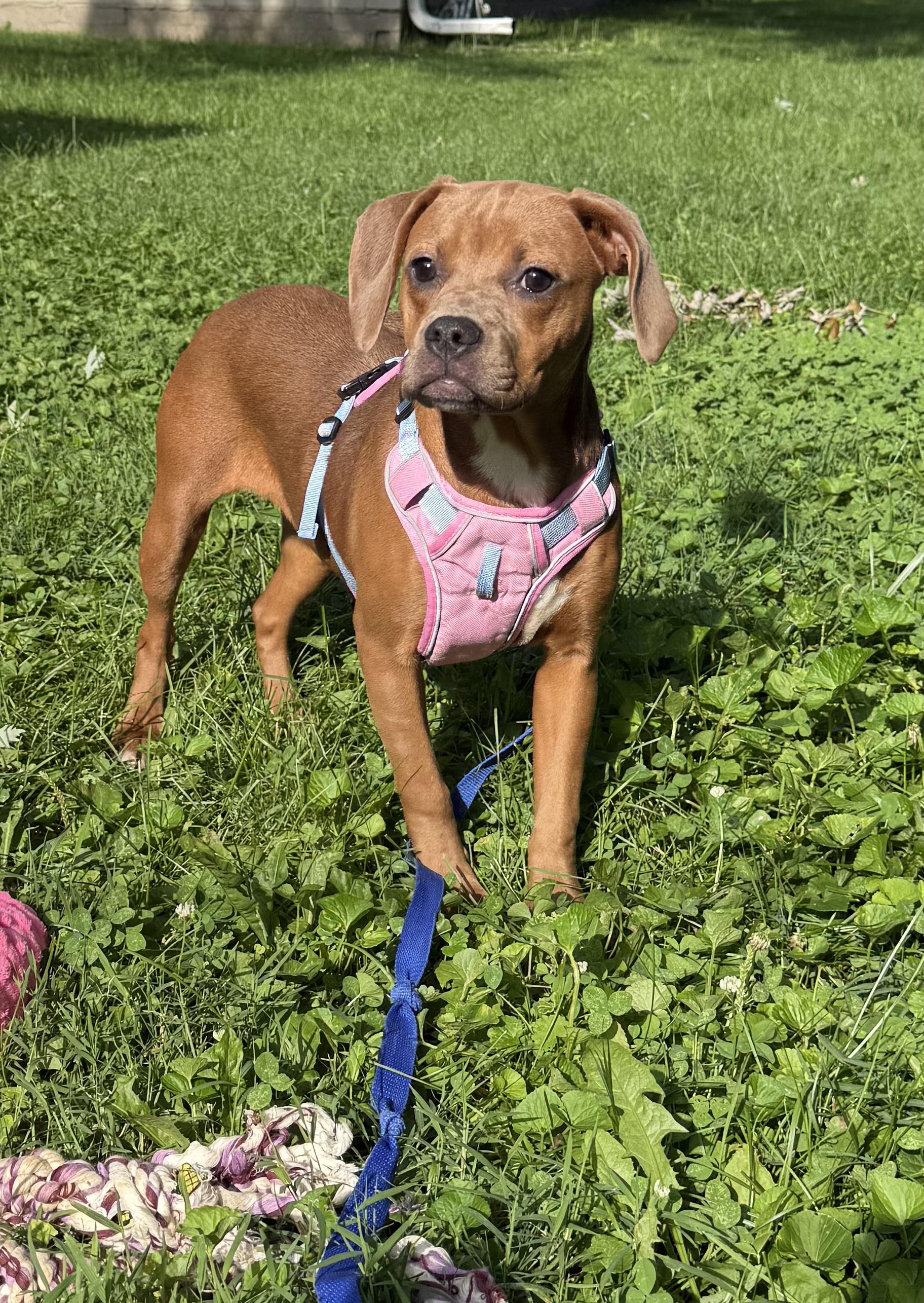 Enlarge Etta Mae, a Adopted mixed breed in INDIANAPOLIS, IN image 5/6