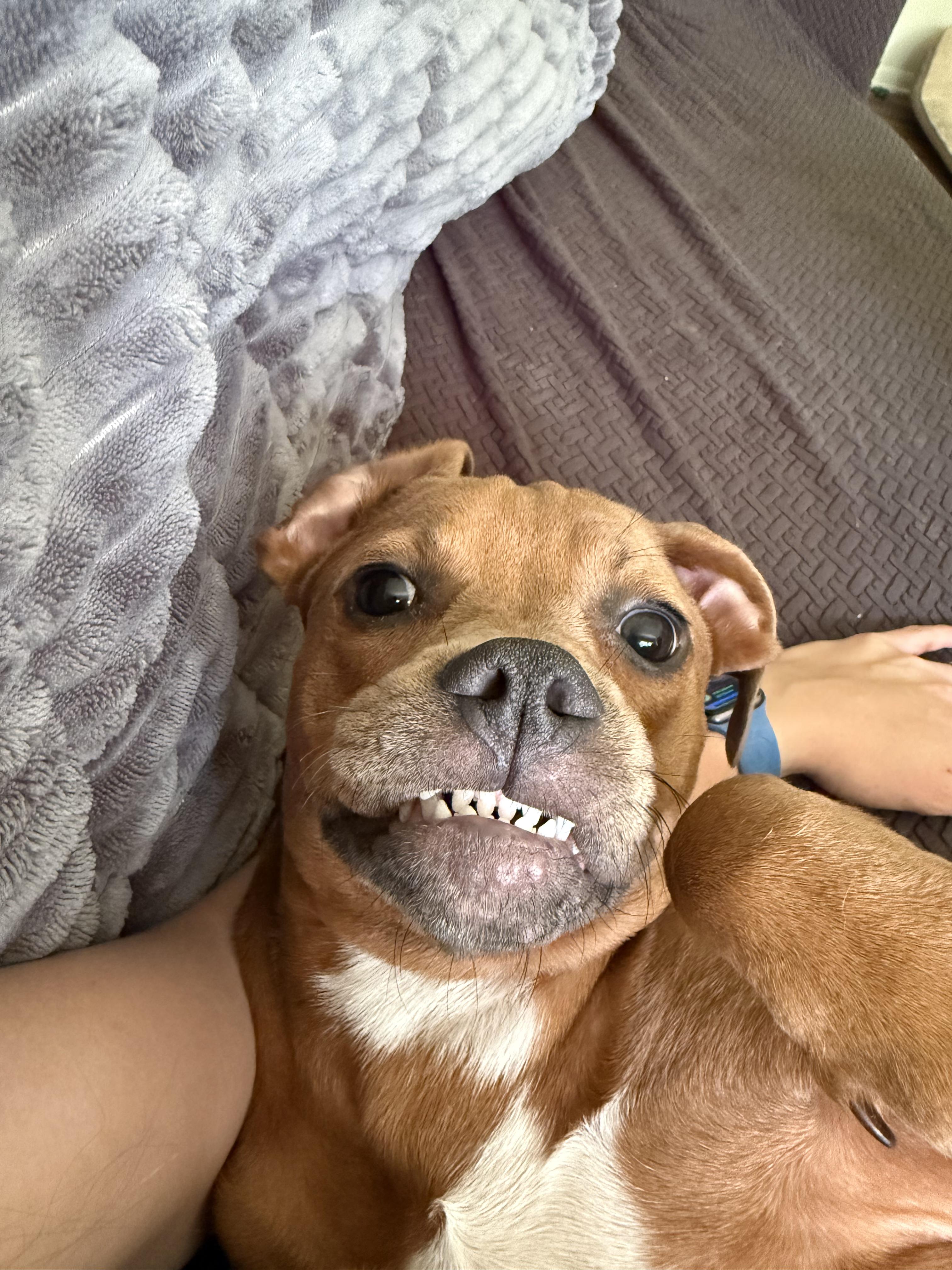 Enlarge Etta Mae, a Adopted mixed breed in INDIANAPOLIS, IN image 4/6