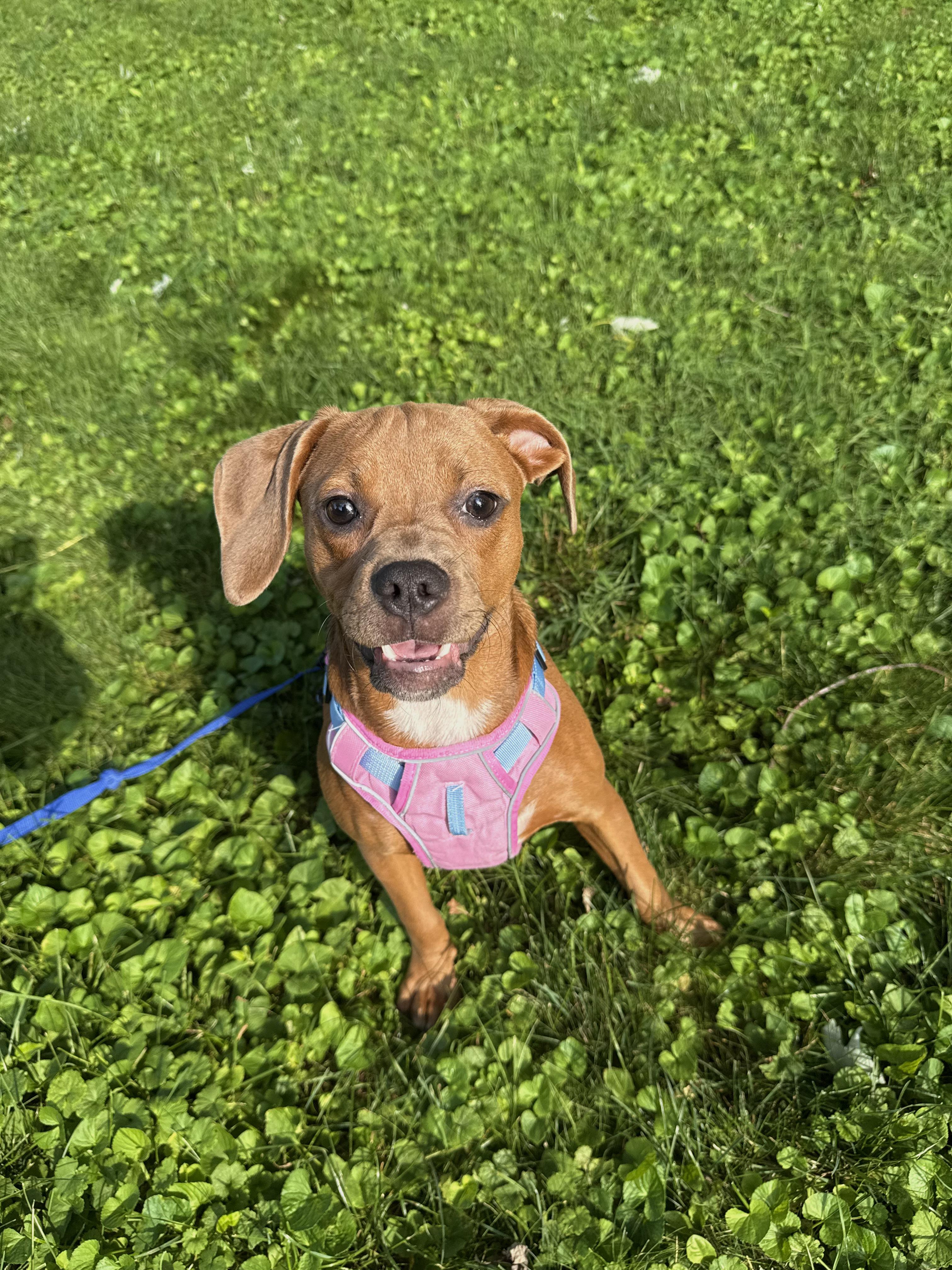Etta Mae, Adopted, Puppy Female Redbone Coonhound & Pit Bull Terrier.
