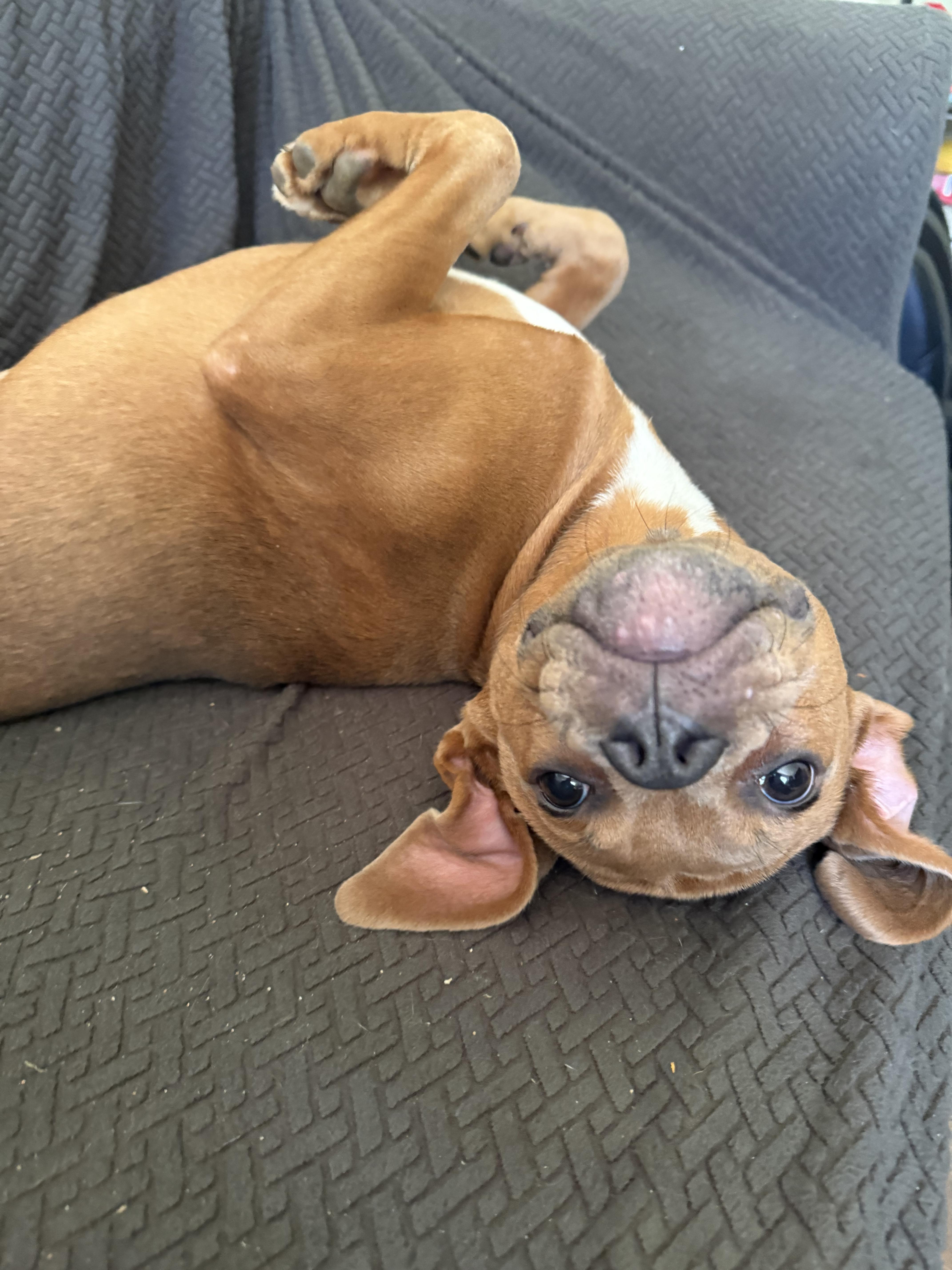 Enlarge Etta Mae, a Adopted mixed breed in INDIANAPOLIS, IN image 6/6