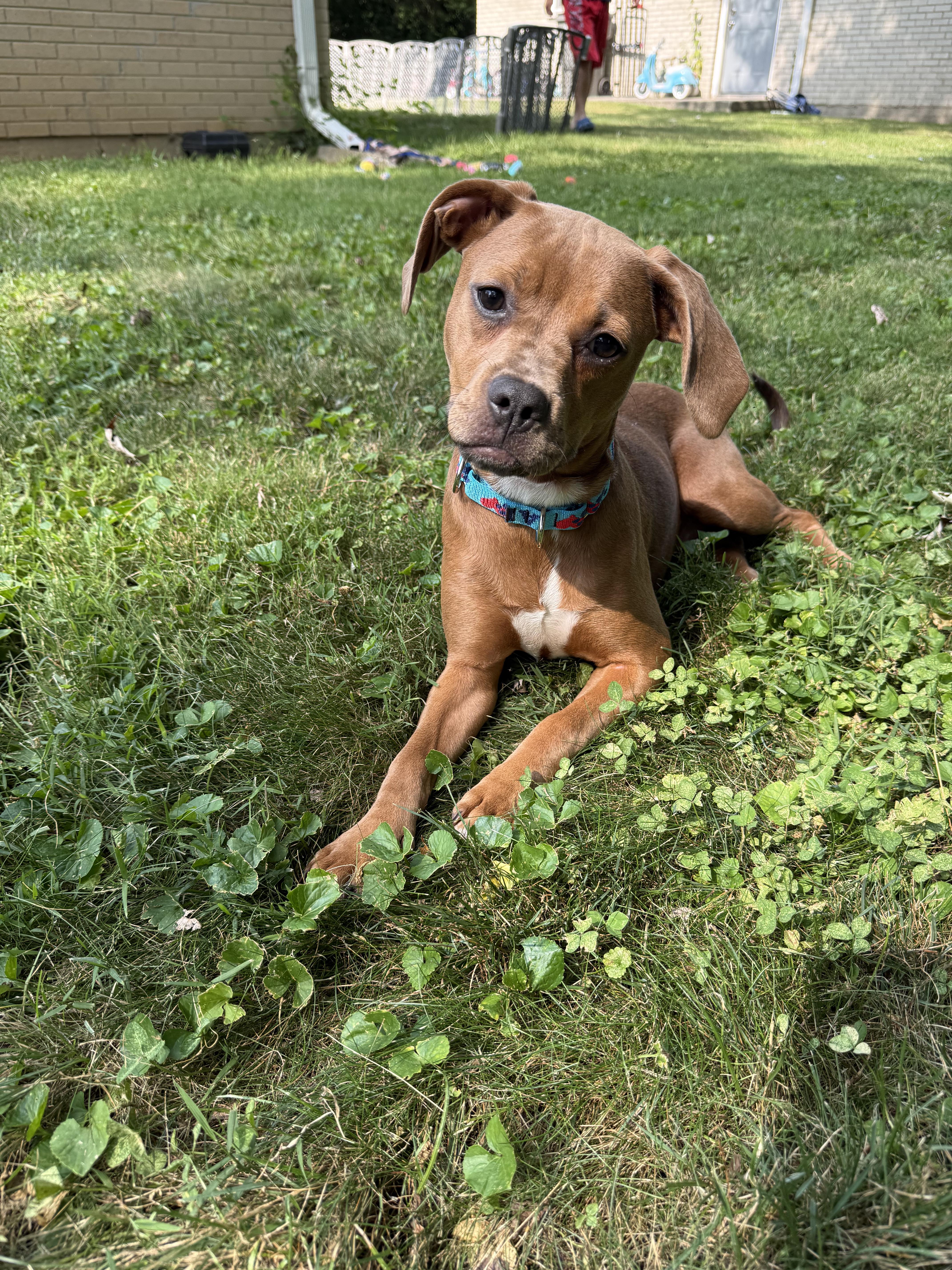 Enlarge Etta Mae, a Adopted mixed breed in INDIANAPOLIS, IN image 2/6